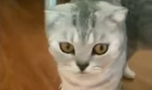 cat gets startled
