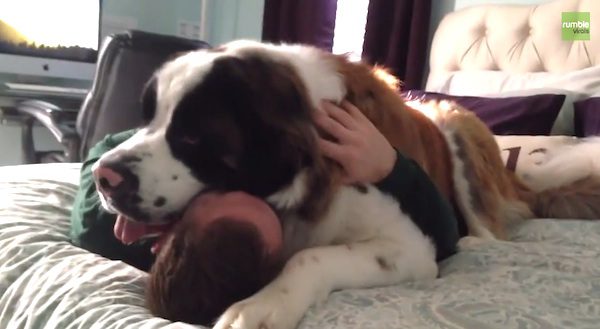 St Bernard hugs dad