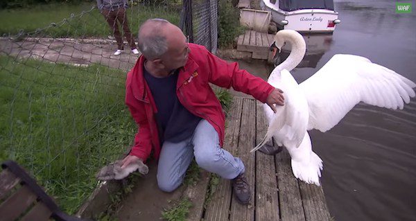 man rescues baby swan