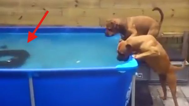 dogs use teamwork to get tire from pool