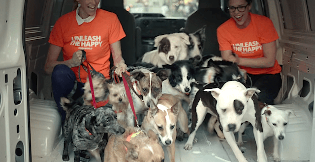 Stressed Office Workers Surprised By Pack Of Happy Dogs