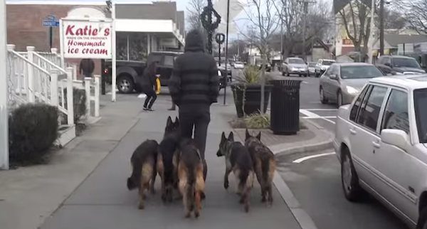 Man Makes Everyone Smile When He Walks With His Pack Of Dogs
