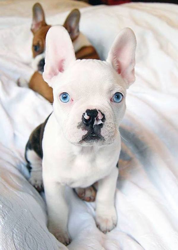 20 Beautiful Dogs With The Most Unique Markings