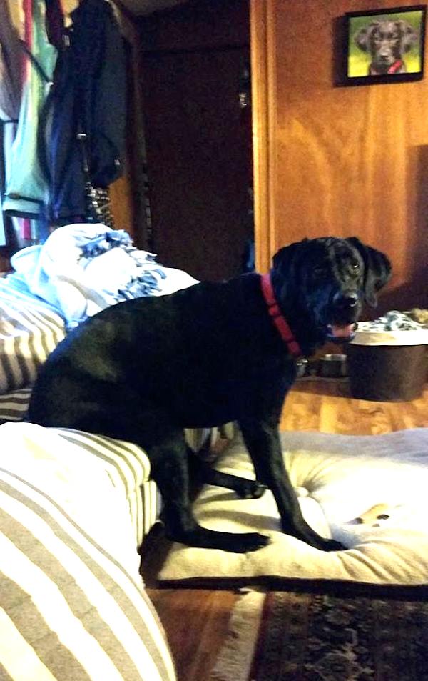 "He really thinks he's human." Photo credit: Brittany Nygren