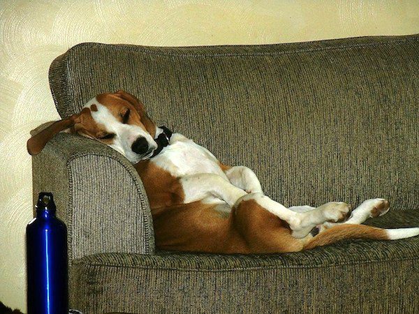 "My Basset/Beagle mix, Dozer Joe. I swear he is a contortionist. " Photo credit: Barry Bears Pittman