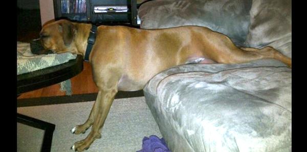 "He can sleep anywhere!" Photo credit: Heather MacKay Hasilo