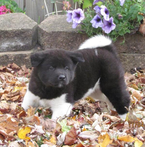 6-unusual-markings