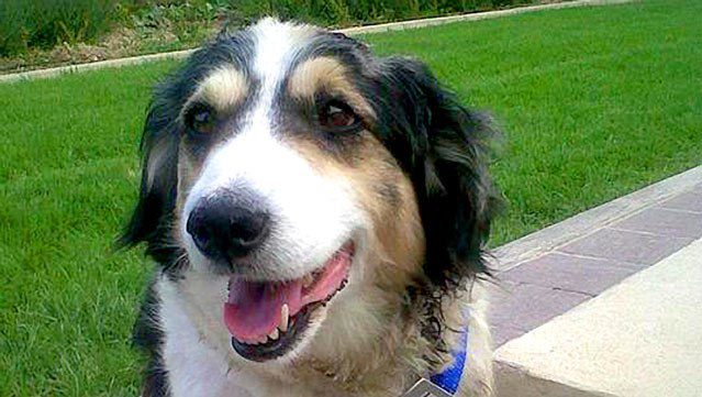 Star Malta dog