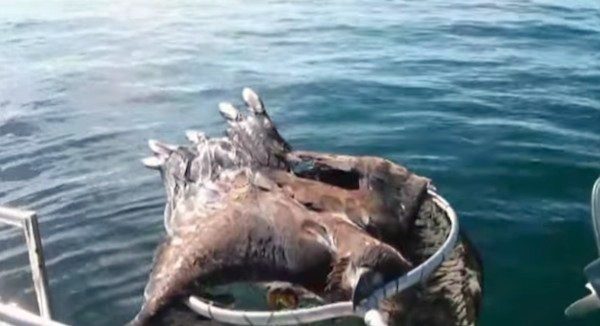 Fisherman Sees Bald Eagle Swimming Towards His Boat, Lends Him A Hand