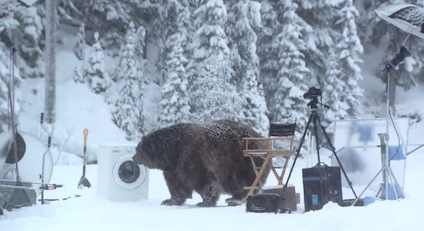 bear on photoshoot