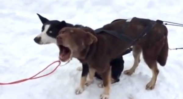 Dog Stands Out Because Of His Unusual Bark