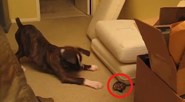 Boxer plays with marbles