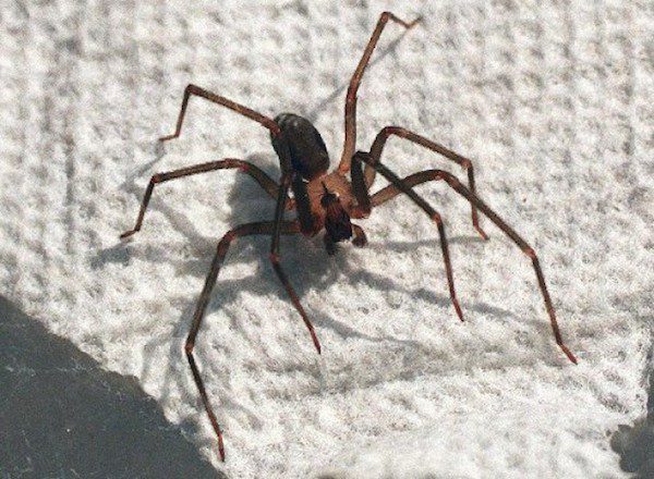 brown-recluse