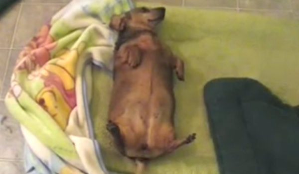 funny blind dachshund