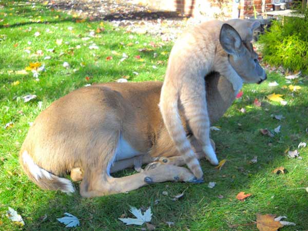 cat-and-deer-2