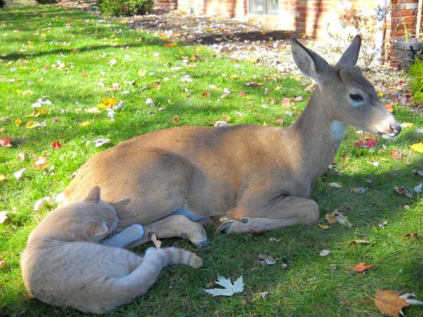 cat-and-deer-3