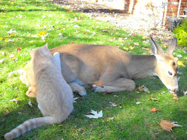 cat-and-deer-5
