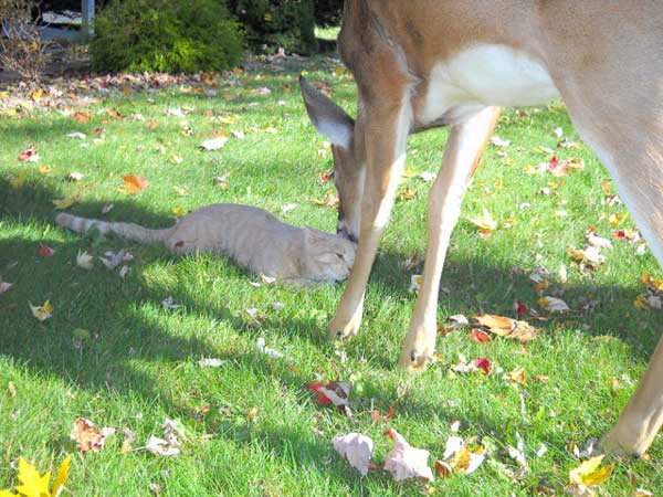 cat-and-deer-6