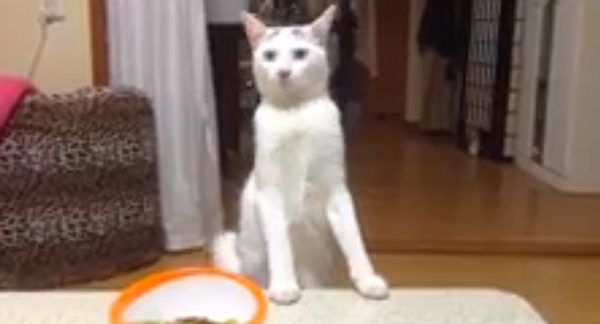 Mom Asks Her Cat For A Little Space And How He Responds Is Hilarious