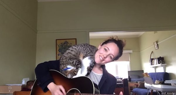 cat on guitar