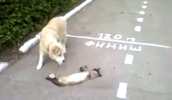 cat plays dead