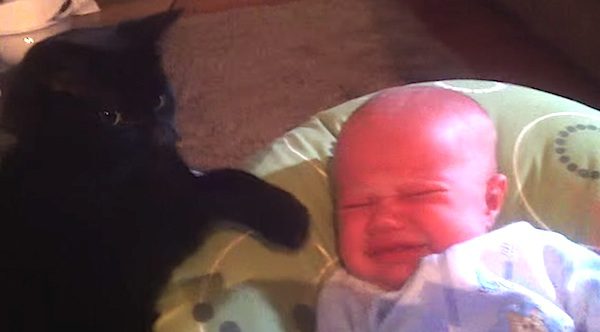 cat comforts baby