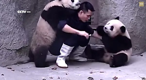 A Man Tries To Give Pandas Their Medicine, But They Would Rather Play