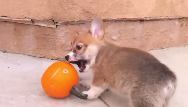 Animals See Pumpkins For The First Time