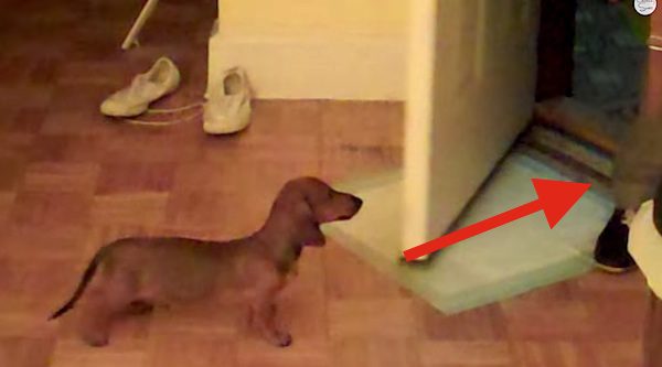 Dachshund Puppy Waiting For Dad To Come Home Can’t Hold Back His Excitement