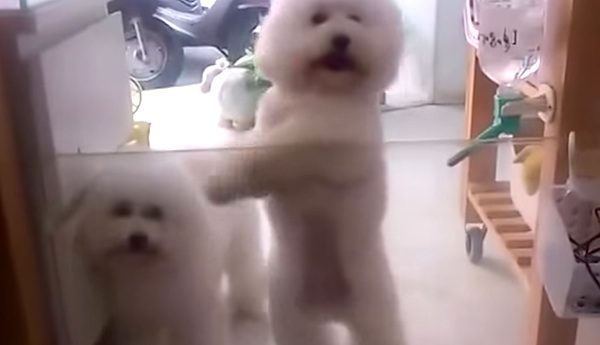 dancing dog