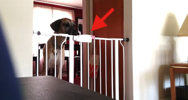Baby Gate No Match For Great Dane