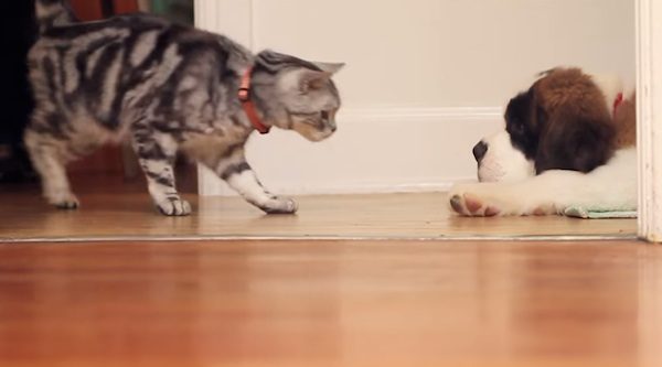Cat Teaches Kitten All He Needs To Know About Living With A Dog