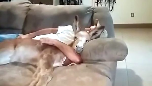 donkey on couch