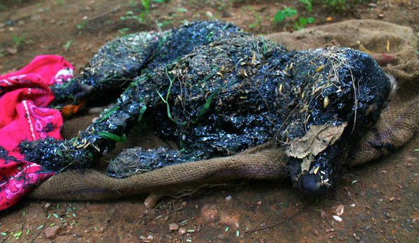 dog rescued from tar