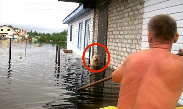 Dog in flood