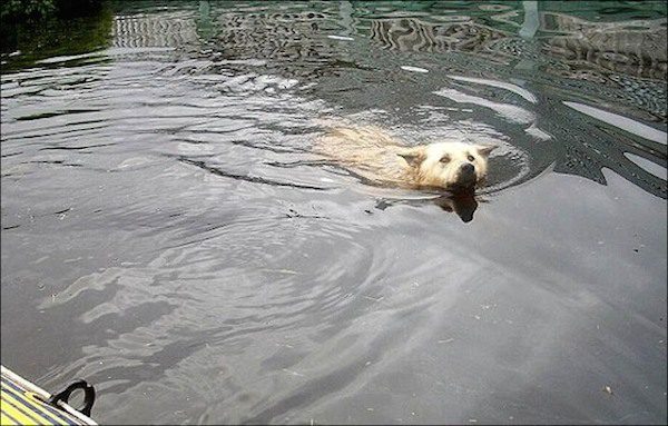 dog-in-flood1