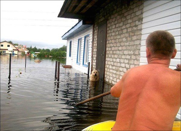 dog-in-flood2