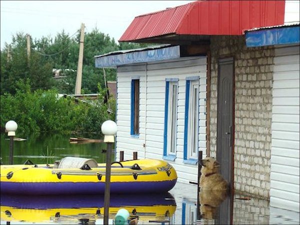 dog-in-flood3