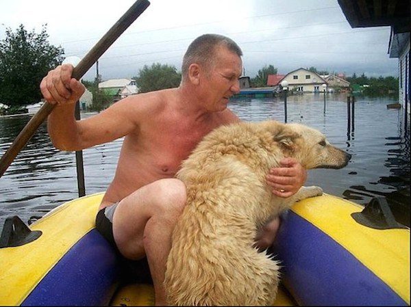 dog-in-flood4