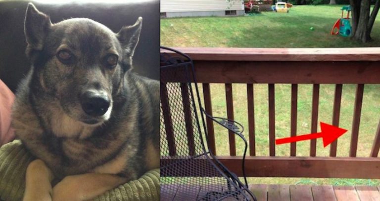 Dog Who Made Her Own Lookout So She Could Watch Over Her Family Gets Special Surprise