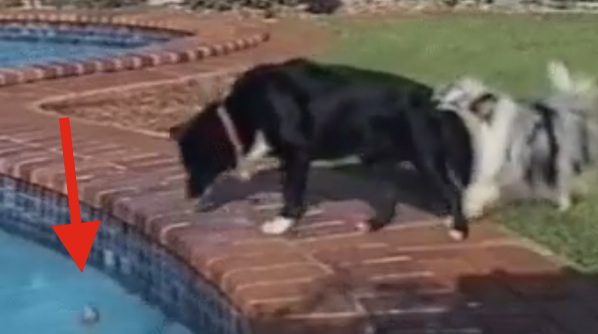 dog teamwork