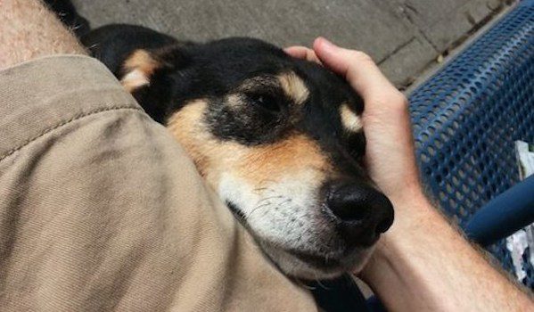 Man Rescues Dog Who Spent 4 Years Chained Up Outside