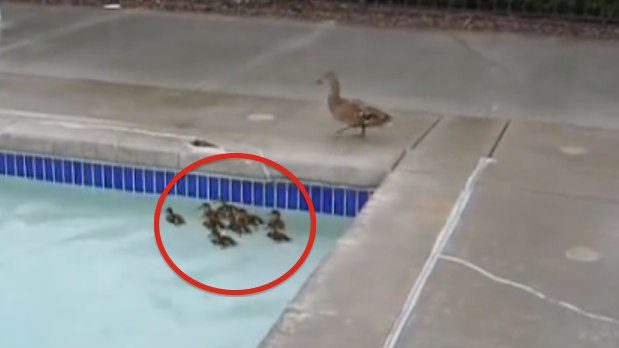 ducklings stuck in pool