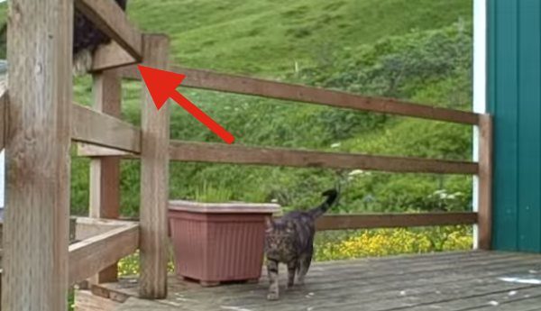 Woman Comes Home To Find Cats Hanging Out With Bald Eagles On Porch