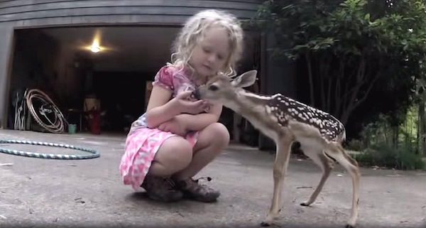 Fawn Approaches Little Girl And They Share A Special Moment