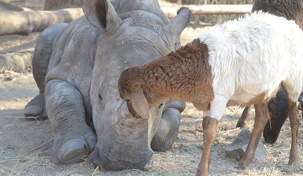 Orphaned Rhino Tries His Best To Imitate Prancing Lamb