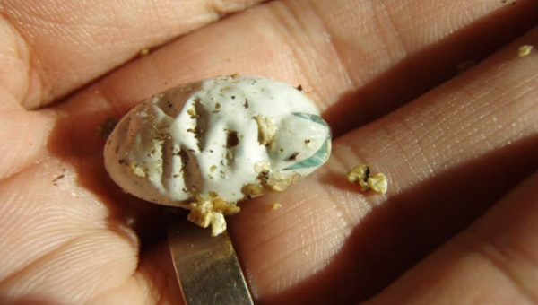 chameleon hatching