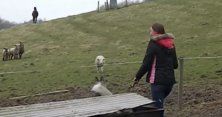 Sheep Spots A Husky And Runs Right Towards Him For Sweetest Reason