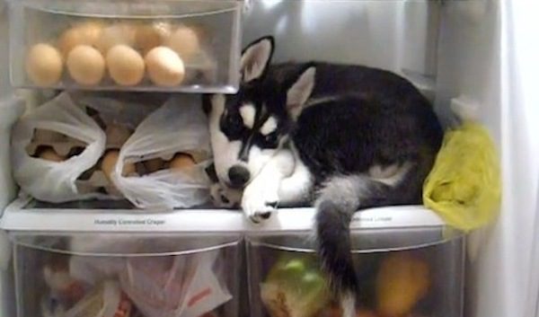 husky in fridge
