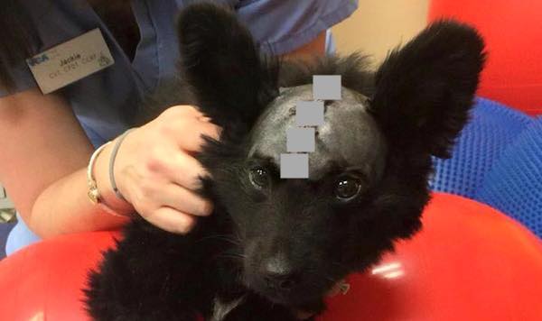 Police Search For Hours To Find A Dog Who Was Beaten And Left To Die